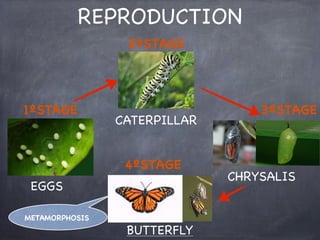 REPRODUCTION
2ºSTAGE

1ºSTAGE

CATERPILLAR
4ºSTAGE

EGGS
METAMORPHOSIS

BUTTERFLY

3ºSTAGE

CHRYSALIS

 