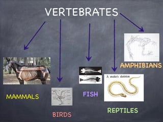 VERTEBRATES

AMPHIBIANS

FISH

MAMMALS
BIRDS

REPTILES

 