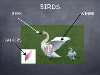 BEAK

BIRDS

FEATHERS
LUNGS

WINGS

 