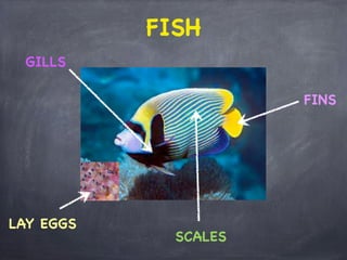 FISH
GILLS
FINS

LAY EGGS

SCALES

 