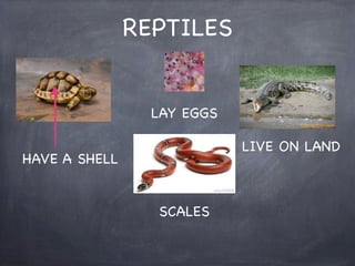 REPTILES
LAY EGGS
LIVE ON LAND

HAVE A SHELL
SCALES

 