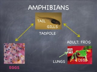 AMPHIBIANS
TAIL
GILLS
TADPOLE
ADULT: FROG

LUNGS
EGGS

4 LEGS

 