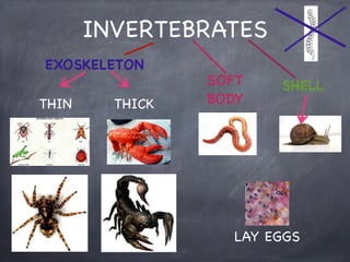 INVERTEBRATES
EXOSKELETON
THIN

THICK

SOFT
BODY

SHELL

LAY EGGS

 