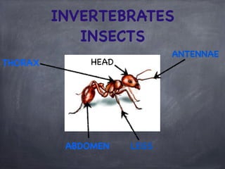 INVERTEBRATES
INSECTS
THORAX

ANTENNAE

HEAD

ABDOMEN

LEGS

 