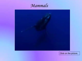 Mammals

Click on the picture.

 