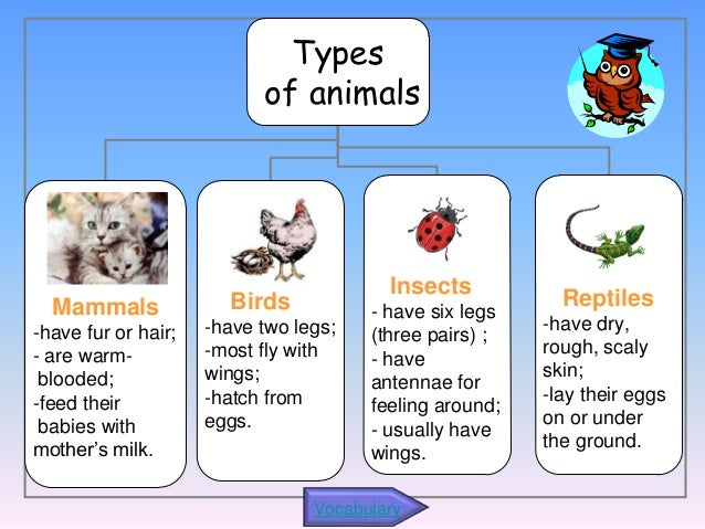 animals types of animals