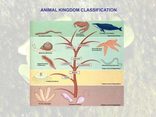 ANIMAL KINGDOM CLASSIFICATION

 