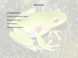 Mammals

Characteristics:
Females with mammary glands.
Body covered with fur.
Homeotherms.
Most of them viviparous.

 