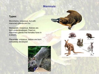 Mammals

Types:
Monotrems: oviparous, but with
mammary glands and fur.
Marsupials: viviparous. Babies are
born underdevelo...