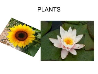 PLANTS

 