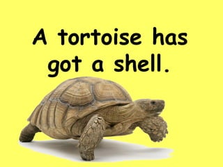 Animals | PPT