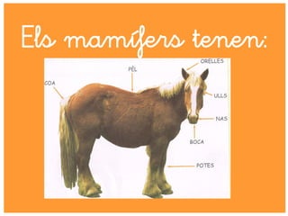Els mamífers tenen:
 
