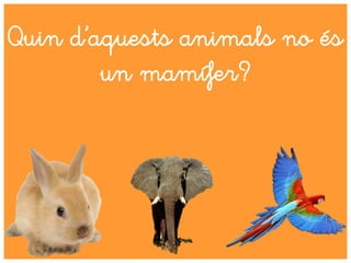 Quin d’aquests animals no és
un mamífer?
 