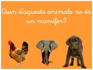 Quin d’aquests animals no és
un mamífer?
 