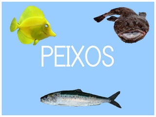 PEIXOS
 