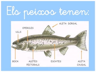 Els peixos tenen:
 