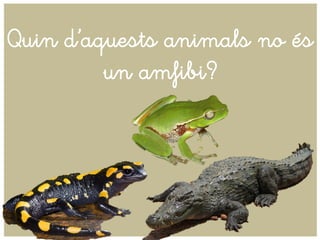 Quin d’aquests animals no és
un amfibi?
 