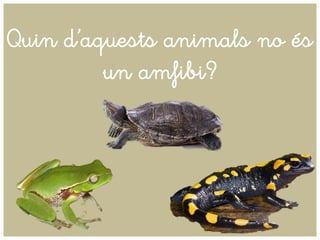 Quin d’aquests animals no és
un amfibi?
 