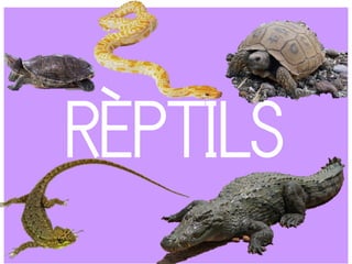 RÈPTILS
 