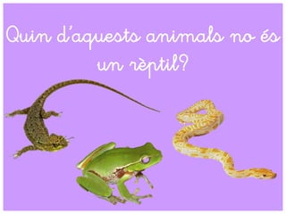 Quin d’aquests animals no és
un rèptil?
 