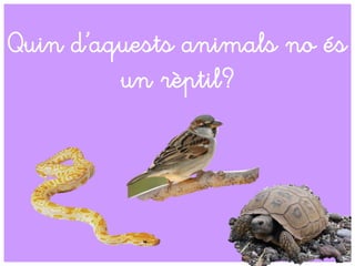 Quin d’aquests animals no és
un rèptil?
 