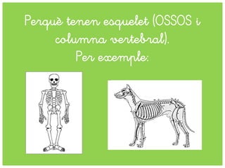 Perquè tenen esquelet (OSSOS i
columna vertebral).
Per exemple:
 