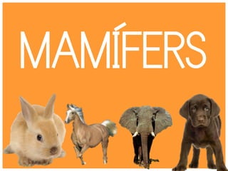 MAMÍFERS
 