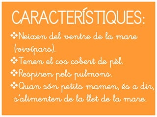 CARACTERÍSTIQUES:
Neixen del ventre de la mare
(vivípars).
Tenen el cos cobert de pèl.
Respiren pels pulmons.
Quan són petits mamen, és a dir,
s’alimenten de la llet de la mare.
 