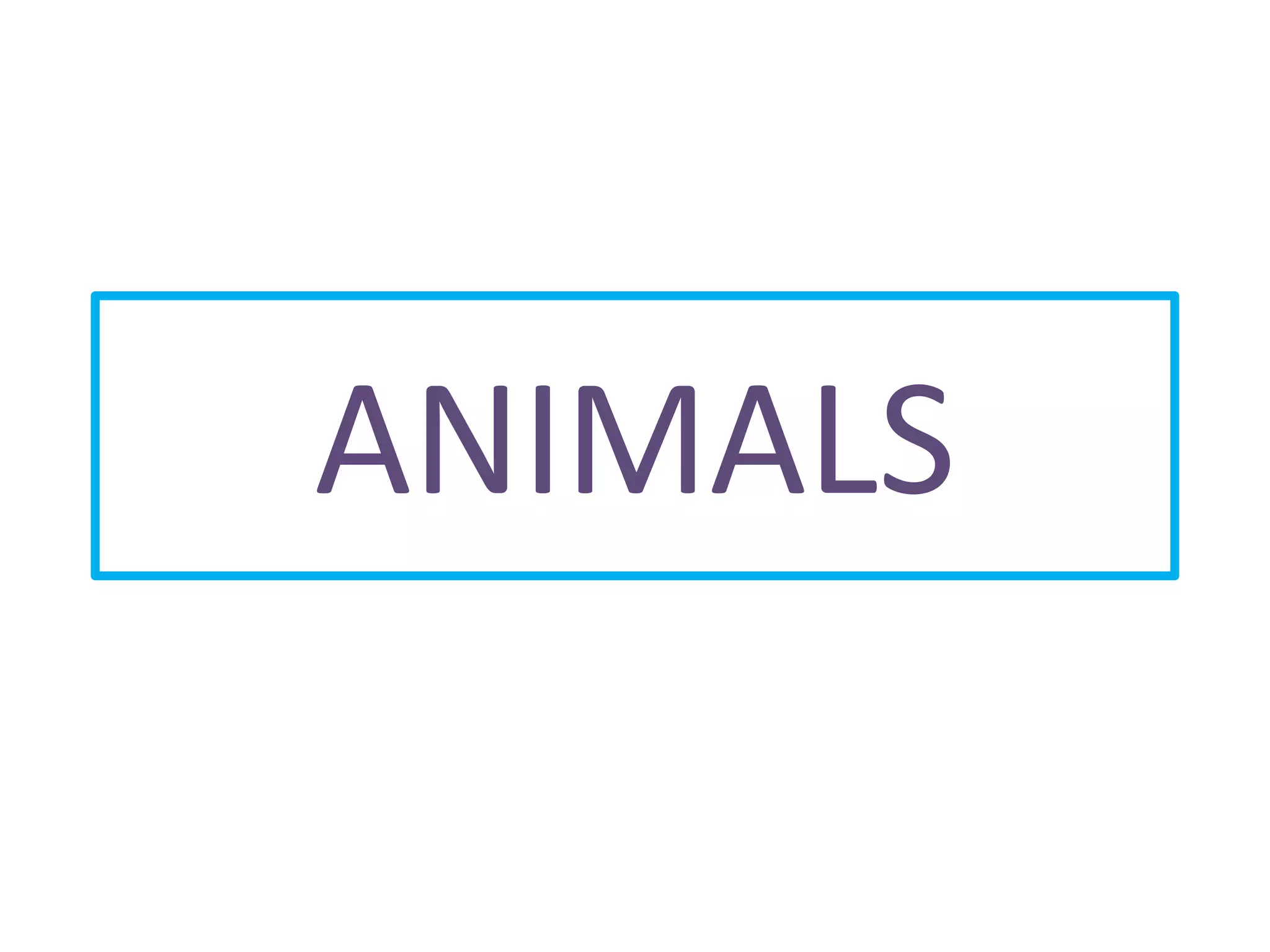 animals-ppt