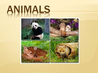 ANIMALS 
 