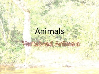 Animals
 