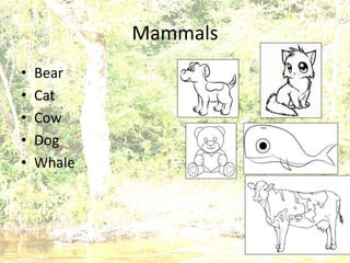 Mammals
• Bear
• Cat
• Cow
• Dog
• Whale
 