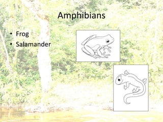 Amphibians
• Frog
• Salamander
 