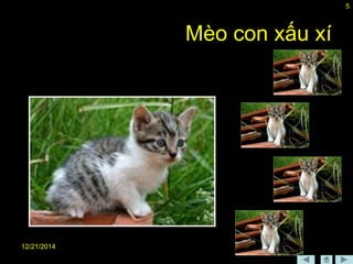 12/21/2014
5
Mèo con xấu xí
 