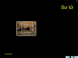 12/21/2014
6
Sư tử
 