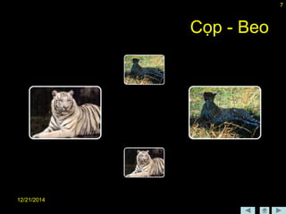 12/21/2014
7
Cọp - Beo
 