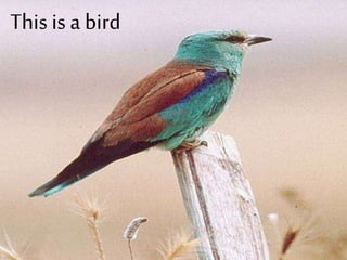 This is a bird
 