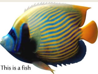 This is a fish
 