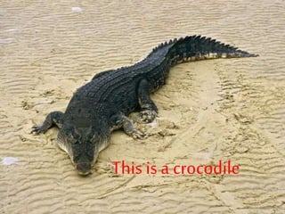 This is a crocodile
 