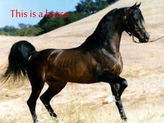 This is a horse
 