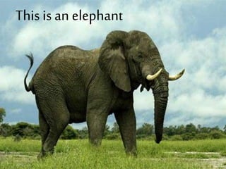 This is an elephant
 