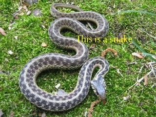 This is a snake
 