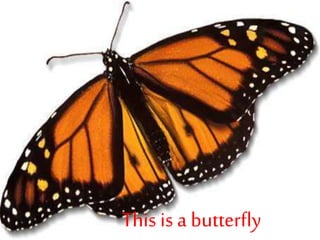 This is a butterfly
 