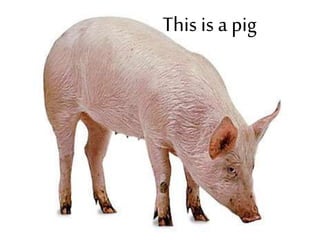 This is a pig
 