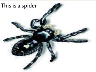 This is a spider
 