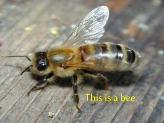 This is a bee
 