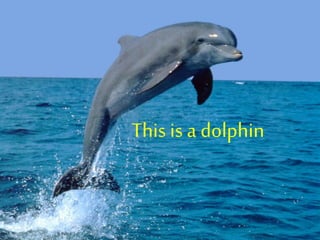 This is a dolphin
 