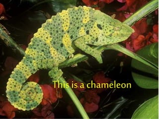 This is a chameleon
 