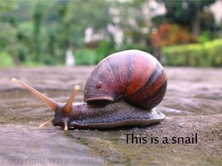 This is a snail
 
