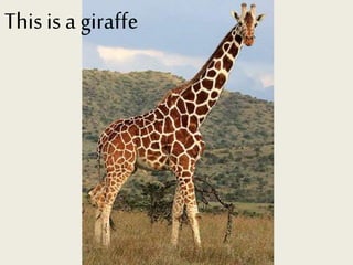 This is a giraffe
 